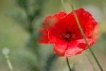 Poppy1